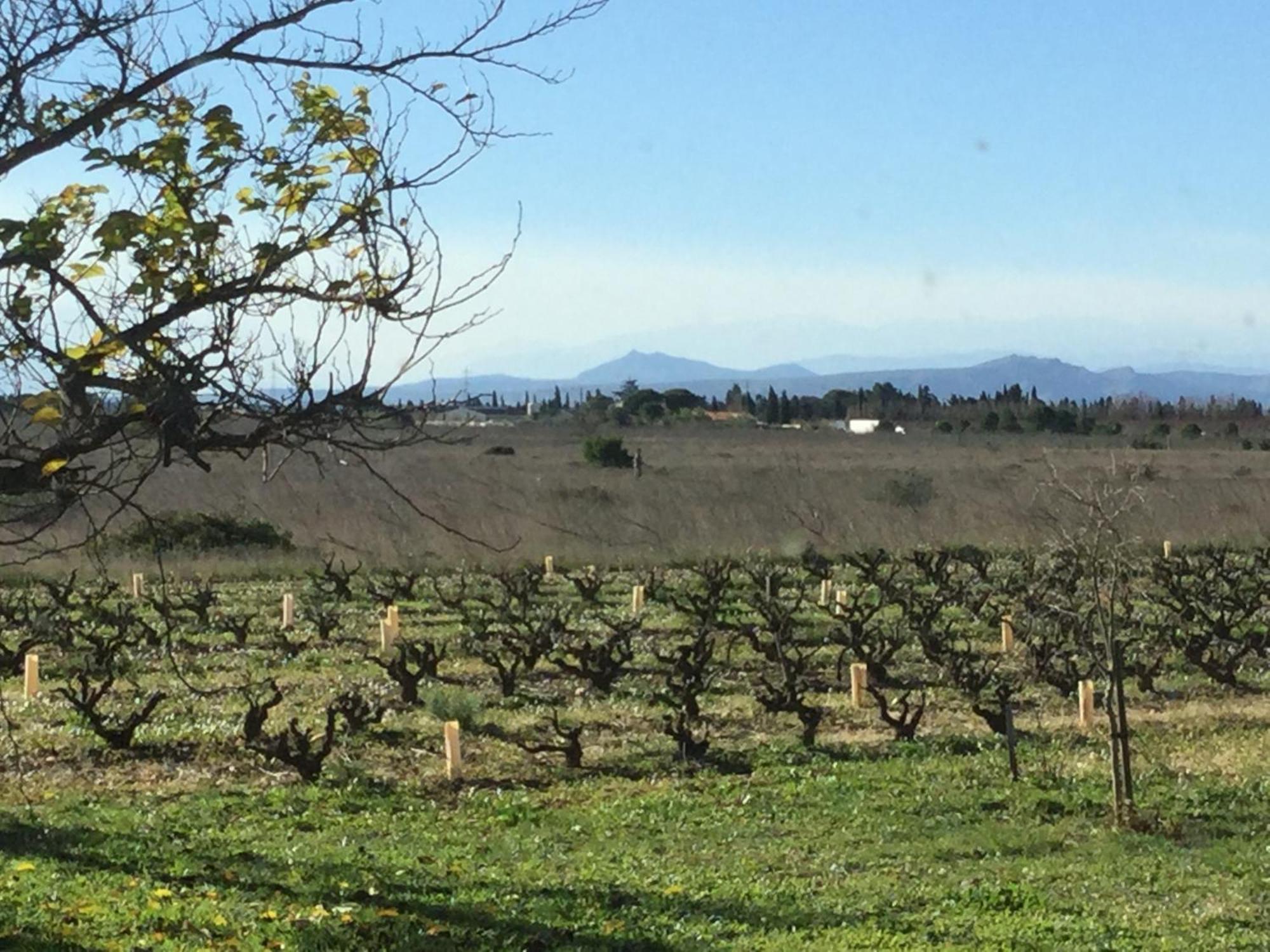 Mas Soleil Et Vignes Saint-Hippolyte (Pyrenees-Orientales) Exterior foto